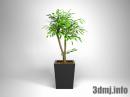 plant_0041_syounanngomu