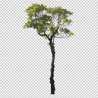 SHERPACK_添景切り抜き素材集VOL,1【高木編Ⅰ】