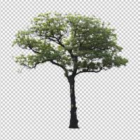 SHERPACK_添景切り抜き素材集VOL,1【高木編Ⅰ】