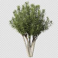 SHERPACK_添景切り抜き素材集VOL,6【中木編Ⅱ】