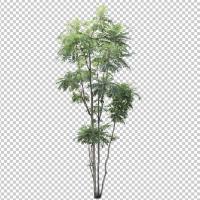 SHERPACK_添景切り抜き素材集VOL,6【中木編Ⅱ】