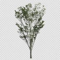 SHERPACK_添景切り抜き素材集VOL,6【中木編Ⅱ】